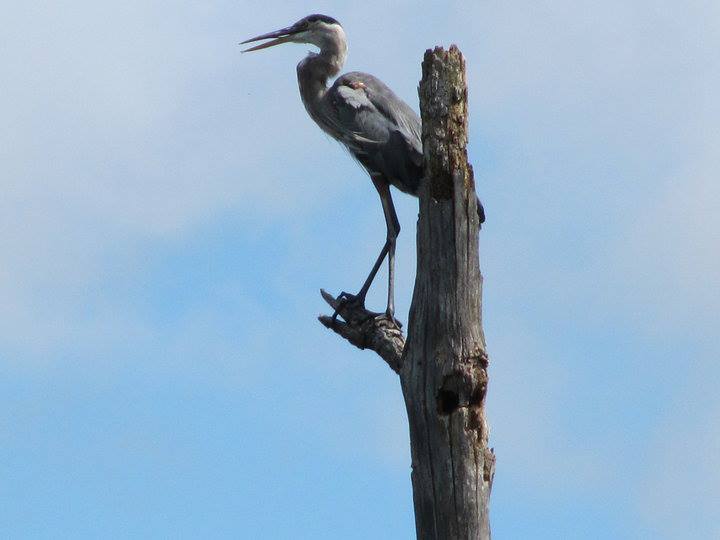 Rock Island Conservation Club - Bird Watching
