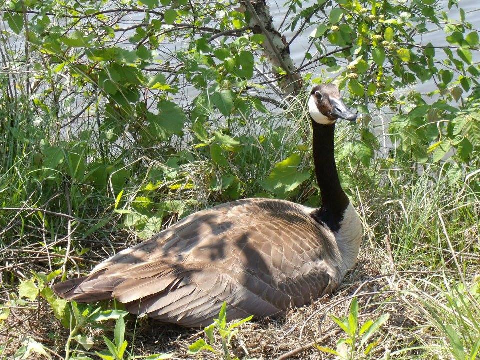 Rock Island Conservation Club - Goose Watching