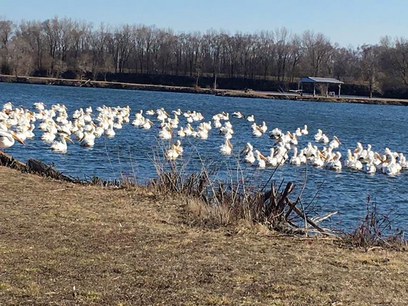 Flock of Pelicans at the Rock Island Conservation Club